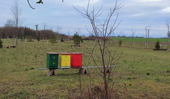 Projekty / Oáza biodiverzity - foto